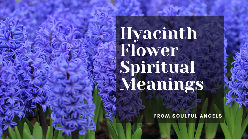 Hyacinth Flowers, Spiritual Symbolism, Color Meaning & More