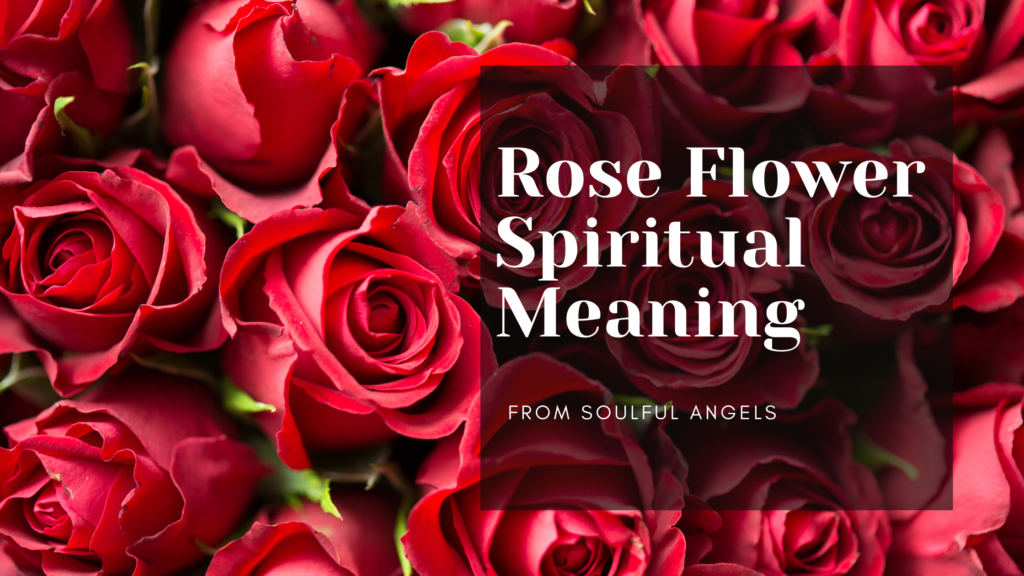 Rose Flower Spiritual Meaning