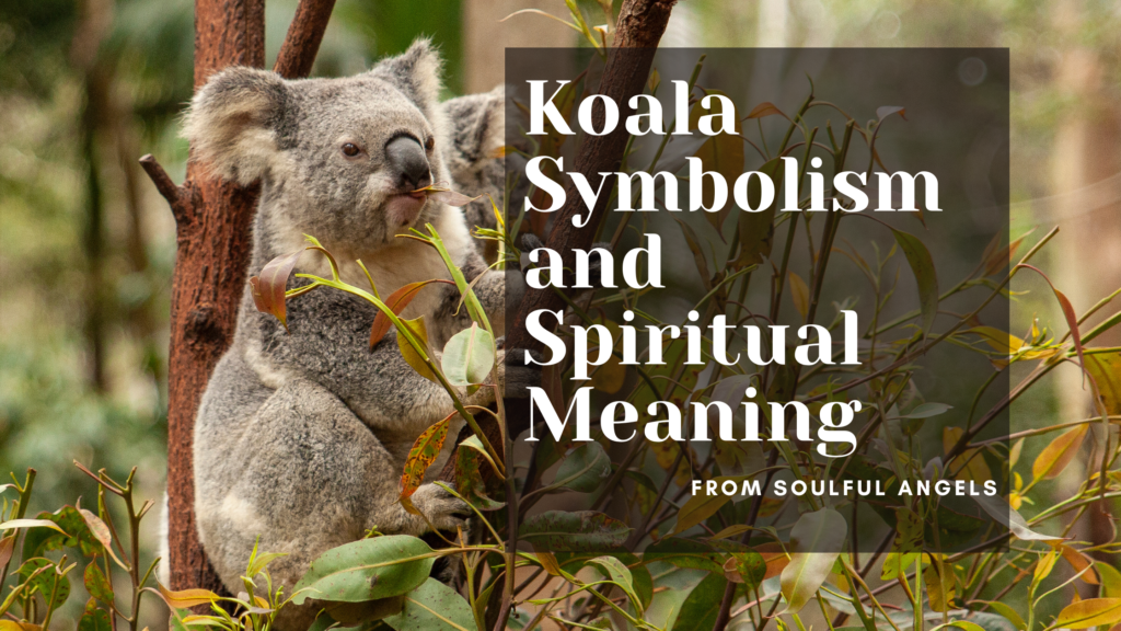 Koala Symbolism and Spiritual Meaning