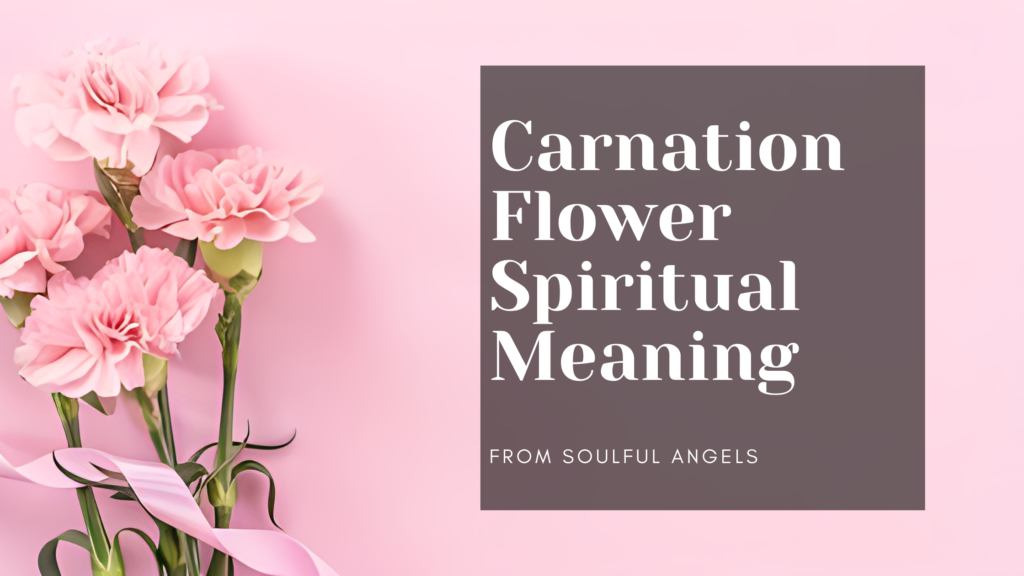 Carnation Flower Spiritual Meaning