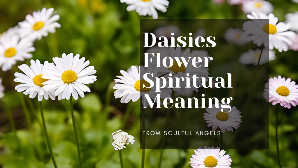 Daisies Flower Spiritual Meaning