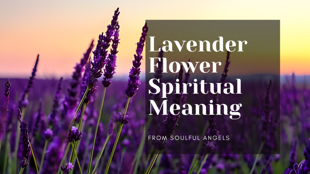 Lavender Flower Spiritual Meaning