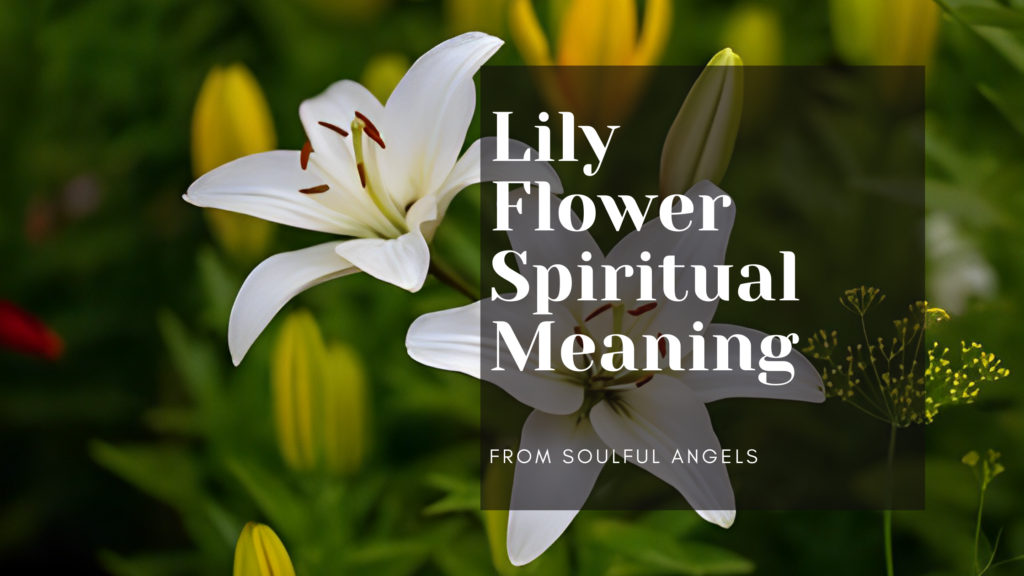 Lily Flower Spiritual Meaning