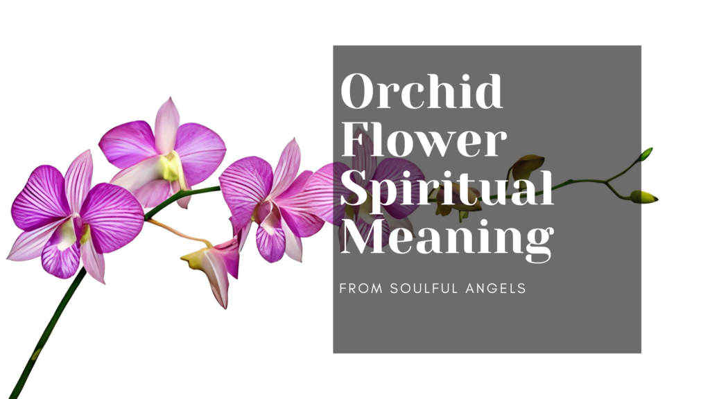 Orchid Flower Spiritual Meaning