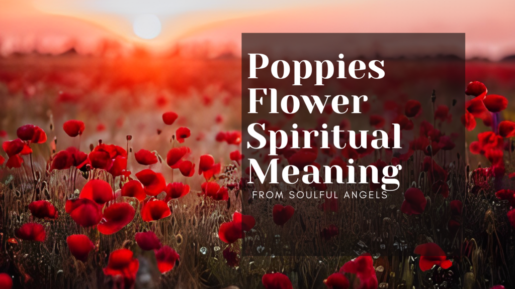 Poppies Flower Spiritual Meaning