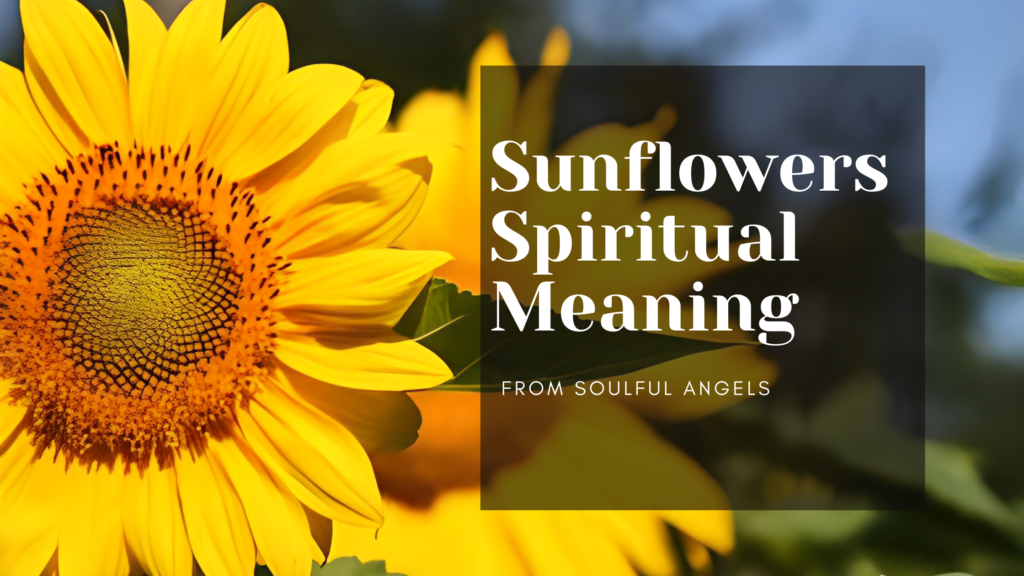 Sunflowers Spiritual Meaning