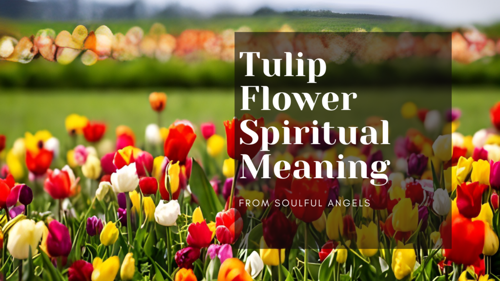 Tulip Flower Spiritual Meaning